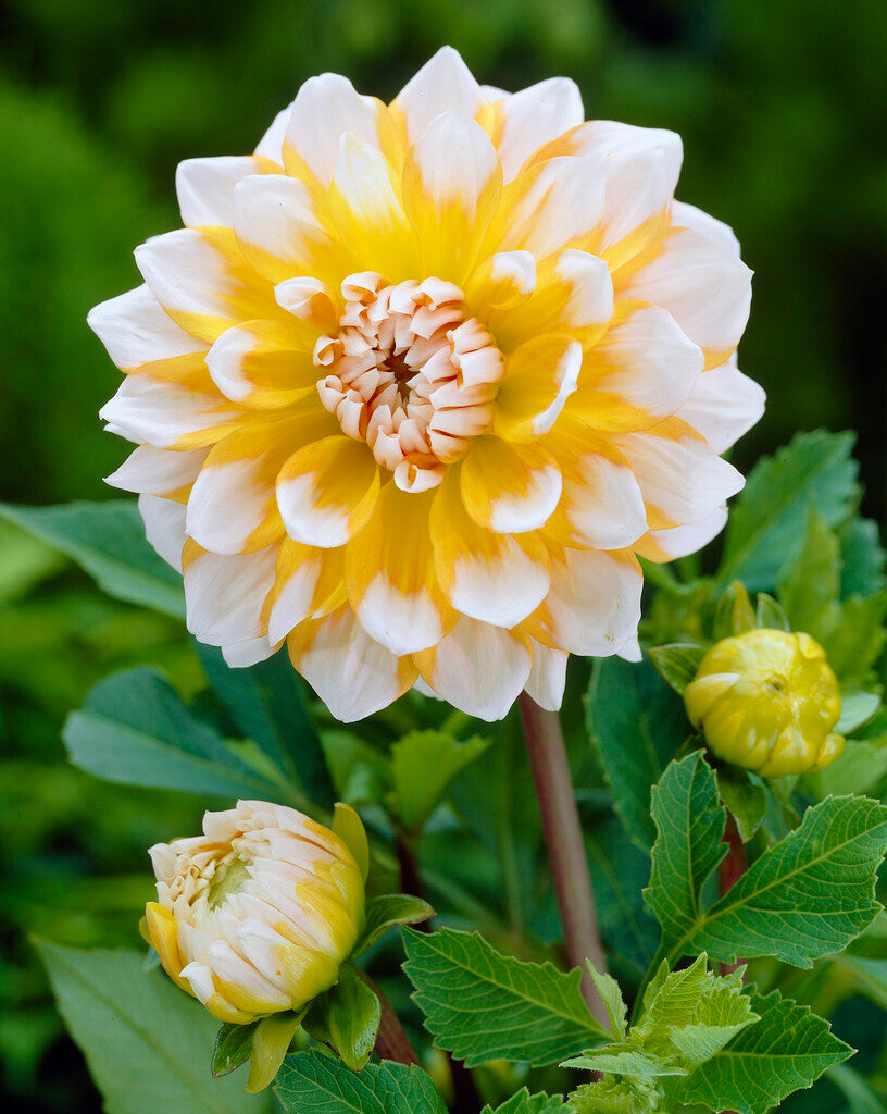 Dahlia Dekorativ Seattle 1-pack